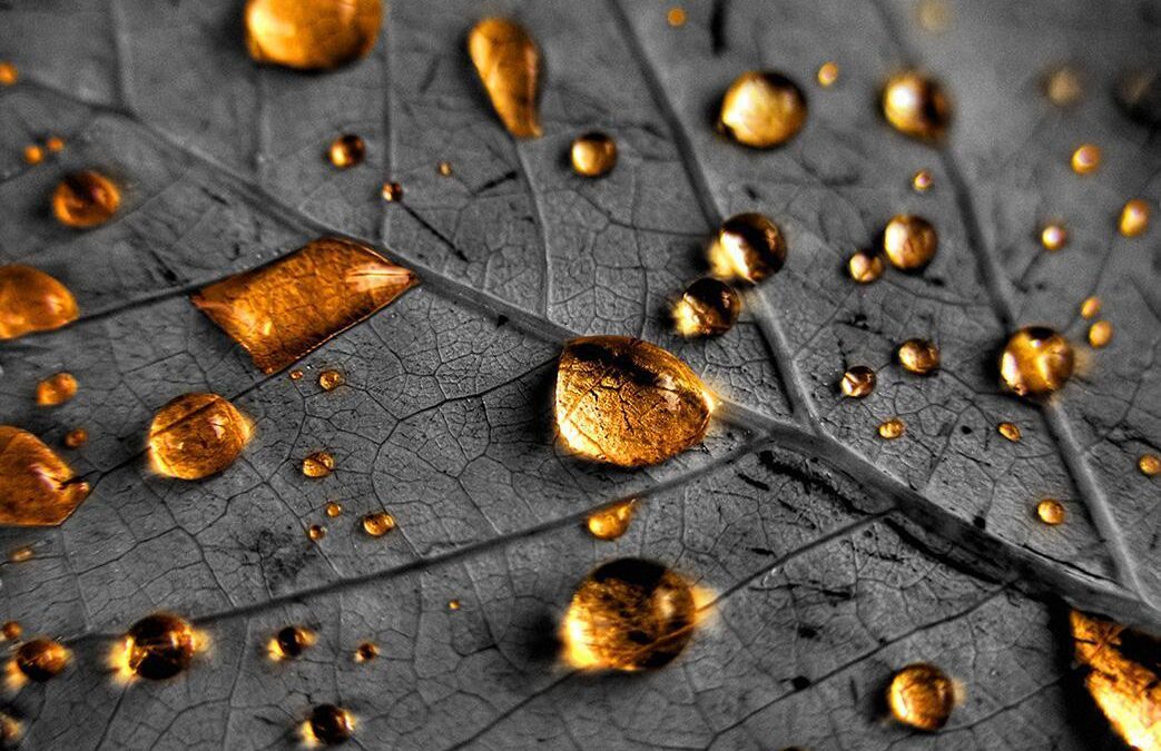 Fotografia: “Chuva Dourada”
